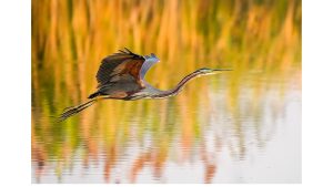 ‘Song of the Heron’ by Ueda Bin, Translated by Yoshikaze Kawakami