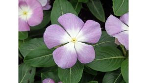 ‘Periwinkle’: A Poem by Jeffrey Essmann