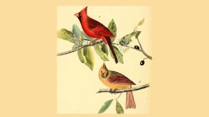 Two Poems on Cardinals, by T.M. Moore 3 Two Poems on Cardinals, by T.M. Moore