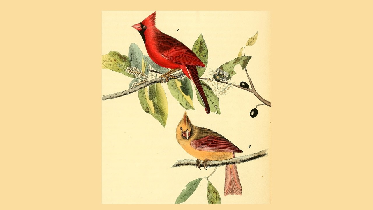 Two Poems on Cardinals, by T.M. Moore