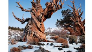 ‘The Bristlecone Pine’ and Other Poetry by Mary Jane Myers