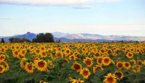 'Sunflower Field': A Poem by Adam Sedia 2 ‘Sunflower Field’: A Poem by Adam Sedia