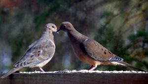 ‘Mourning Doves’: A Poem by Paulette Calasibetta