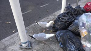 ‘Gull’: A Poem by Jim Hurford