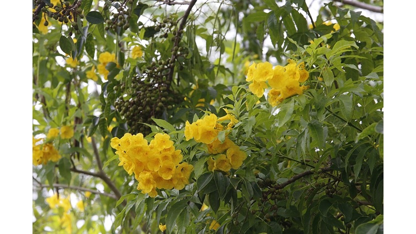 ‘Esperanza’ and Other Poems by Susan Jarvis Bryant