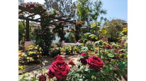 ‘Pamela’s Garden’: A Poem by Pat Tyrer