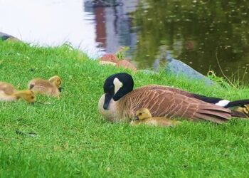 ‘On Single-Parent Migrants’: A Poem by Mark Stellinga