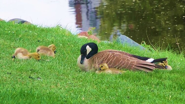 Canada geese family (public domain)