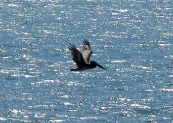 ‘Dinner Served’: A Poem by James A. Tweedie