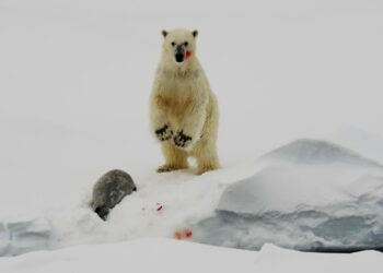 'The Papal Prayer for Our Planet': A Poem by Susan Jarvis Bryant 26 ‘The Papal Prayer for Our Planet’: A Poem by Susan Jarvis Bryant