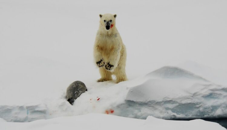photo of polar bear with dead seal (public domain)