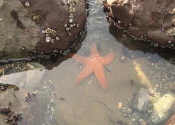 ‘I Dwell Within a Tidal Pool’: A Poem by Rob Fried