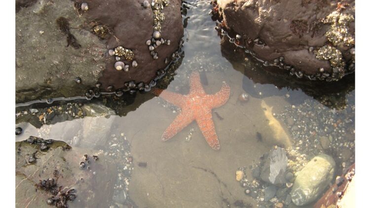 'I Dwell Within a Tidal Pool': A Poem by Rob Fried 1 photo of starfish in a tidal pool (public domain)
