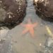 ‘I Dwell Within a Tidal Pool’: A Poem by Rob Fried