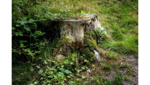 ‘Upon Seeing a Stump Where a Tree Once Was’: A Poem by Conor McGinley