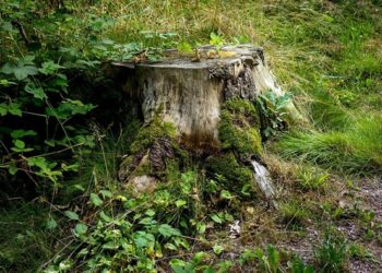 ‘Upon Seeing a Stump Where a Tree Once Was’: A Poem by Conor McGinley