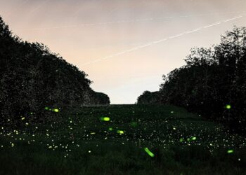 ‘Fireflies’: A Poem by Mark Stellinga