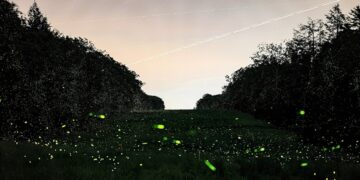 ‘Fireflies’: A Poem by Mark Stellinga