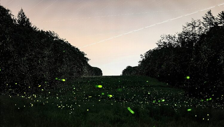 a long exposure of fireflies in an open field (public domain)