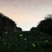 ‘Fireflies’: A Poem by Mark Stellinga