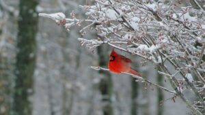 ‘A Cardinal on a Snowy Day’: A Poem by Rob Fried