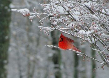 ‘A Cardinal on a Snowy Day’: A Poem by Rob Fried