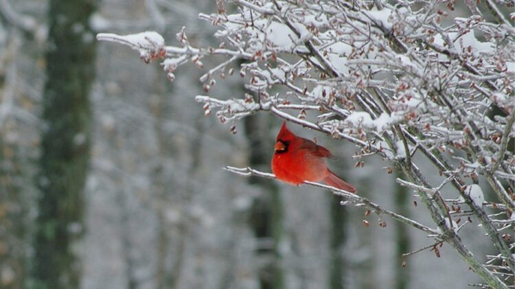 photo of cardinal in snow (public domain)