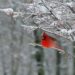 ‘A Cardinal on a Snowy Day’: A Poem by Rob Fried