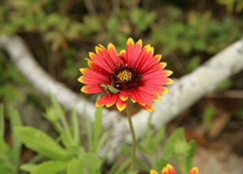 ‘The Final Cricket’: A Poem by Cynthia Erlandson