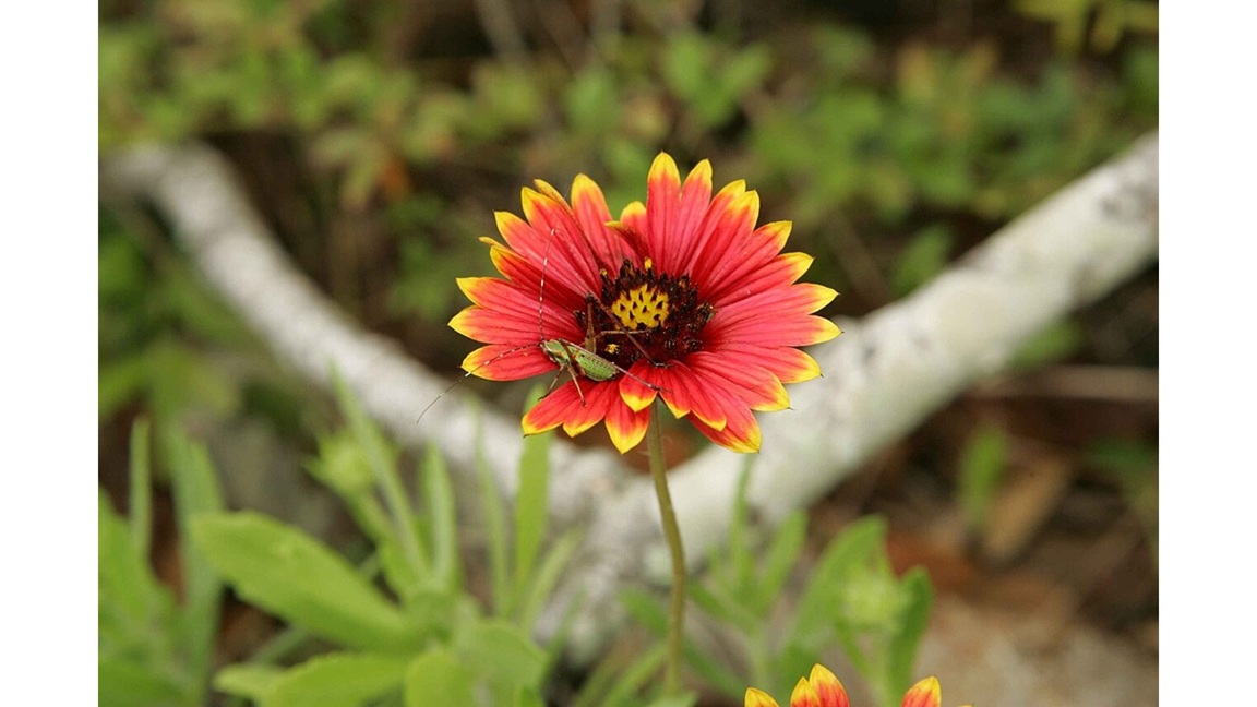 'The Final Cricket': A Poem by Cynthia Erlandson 1 ‘The Final Cricket’: A Poem by Cynthia Erlandson