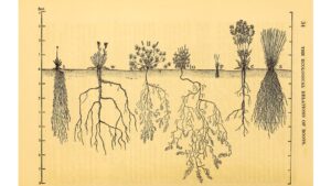 'Flaws': A Poem by Joshua Thomas 2 ‘Flaws’: A Poem by Joshua Thomas
