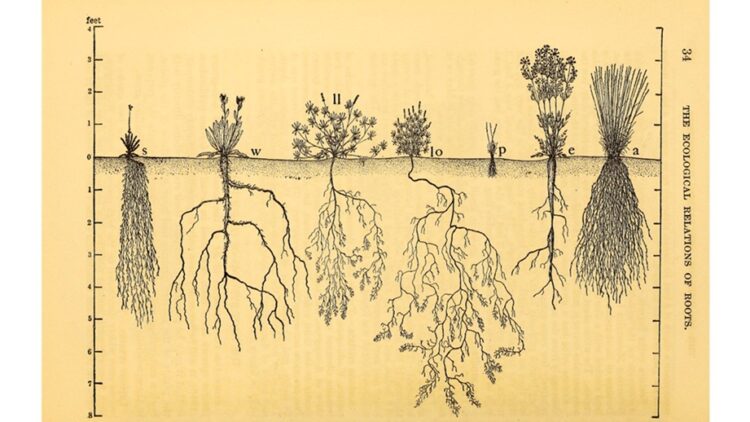 plants and root system illustration by John Ernst