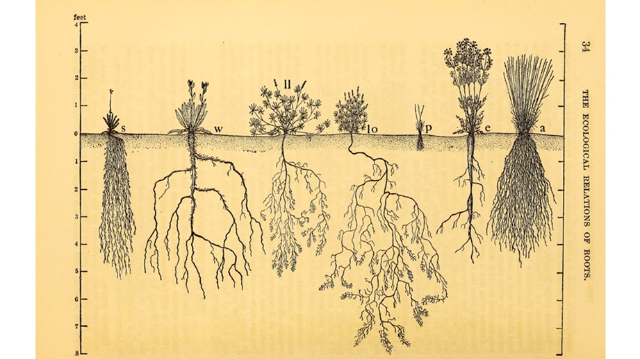 poems The Society of Classical Poets