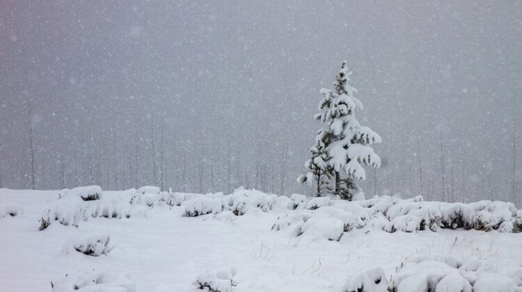 a photo of snow on Dunraven Pass (NPS/Diane Renkin)