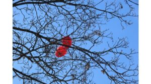 ‘A Poem for the Day After Valentine’s Day’ by Carey Jobe