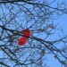 'A Poem for the Day After Valentine's Day' by Carey Jobe 6 ‘A Poem for the Day After Valentine’s Day’ by Carey Jobe