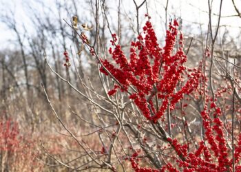 ‘Winterberry’: A Poem by Rohini Sunderam