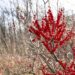 ‘Winterberry’: A Poem by Rohini Sunderam