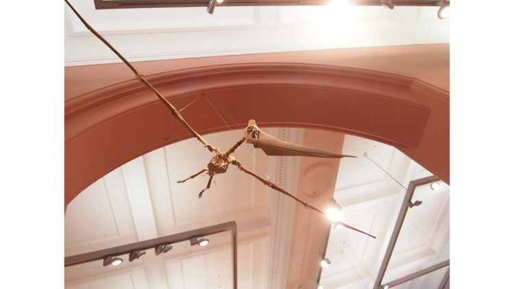 photo of pterodactyl bones (public domain)