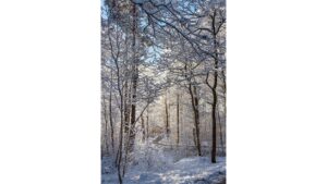 'Snow Day' and Other Poetry by Benjamin Cannicott Shavitz 2 ‘Snow Day’ and Other Poetry by Benjamin Cannicott Shavitz