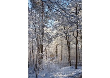 ‘Snow Day’ and Other Poetry by Benjamin Cannicott Shavitz