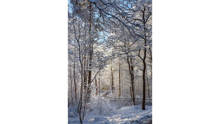 'Snow Day' and Other Poetry by Benjamin Cannicott Shavitz 1 photo of a new snow (W. Carter)