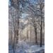 ‘Snow Day’ and Other Poetry by Benjamin Cannicott Shavitz