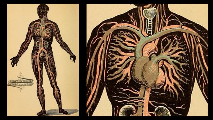 A treatise on physiology and hygiene, 1887 (public domain)