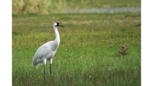 ‘Upon Meeting a Crane’: A Poem by Jenna Tedesco