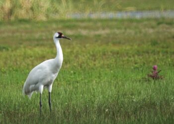 ‘Upon Meeting a Crane’: A Poem by Jenna Tedesco