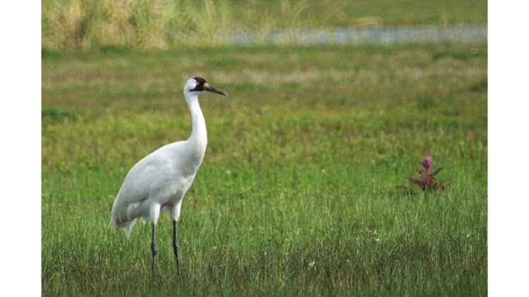 a photo of a whooping crane (Mike's Birds)