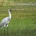 ‘Upon Meeting a Crane’: A Poem by Jenna Tedesco