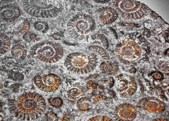 ‘Remains’: A Deep Sea Poem by Martin Briggs