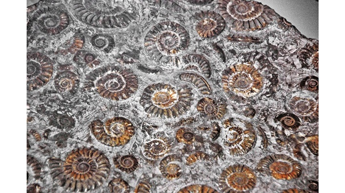 ‘Remains’: A Deep Sea Poem by Martin Briggs
